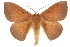  ( - 10ANIC-03524)  @15 [ ] CreativeCommons - Attribution (2010) CBG Photography Group Centre for Biodiversity Genomics