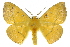  ( - 10ANIC-03525)  @15 [ ] CreativeCommons - Attribution (2010) CBG Photography Group Centre for Biodiversity Genomics