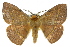  ( - 10ANIC-03526)  @15 [ ] CreativeCommons - Attribution (2010) CBG Photography Group Centre for Biodiversity Genomics