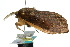  ( - 10ANIC-03529)  @14 [ ] CreativeCommons - Attribution (2010) CBG Photography Group Centre for Biodiversity Genomics
