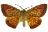  ( - 10ANIC-03534)  @11 [ ] CreativeCommons - Attribution (2010) CBG Photography Group Centre for Biodiversity Genomics