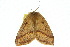  ( - 10ANIC-03536)  @14 [ ] CreativeCommons - Attribution (2010) CBG Photography Group Centre for Biodiversity Genomics