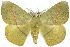  ( - 10ANIC-03538)  @15 [ ] CreativeCommons - Attribution (2010) CBG Photography Group Centre for Biodiversity Genomics