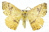  (Anthela excellens - 10ANIC-03539)  @15 [ ] CreativeCommons - Attribution (2010) CBG Photography Group Centre for Biodiversity Genomics
