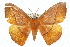  ( - 10ANIC-03540)  @15 [ ] CreativeCommons - Attribution (2010) CBG Photography Group Centre for Biodiversity Genomics