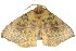  ( - 10ANIC-03541)  @14 [ ] CreativeCommons - Attribution (2010) CBG Photography Group Centre for Biodiversity Genomics