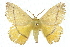  ( - 10ANIC-03545)  @14 [ ] CreativeCommons - Attribution (2010) CBG Photography Group Centre for Biodiversity Genomics