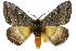  ( - 10ANIC-03551)  @15 [ ] CreativeCommons - Attribution (2010) CBG Photography Group Centre for Biodiversity Genomics