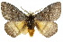  ( - 10ANIC-03552)  @13 [ ] CreativeCommons - Attribution (2010) CBG Photography Group Centre for Biodiversity Genomics
