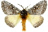  ( - 10ANIC-03554)  @15 [ ] CreativeCommons - Attribution (2010) CBG Photography Group Centre for Biodiversity Genomics