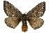  ( - 10ANIC-03555)  @14 [ ] CreativeCommons - Attribution (2010) CBG Photography Group Centre for Biodiversity Genomics