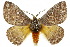  ( - 10ANIC-03556)  @11 [ ] CreativeCommons - Attribution (2010) CBG Photography Group Centre for Biodiversity Genomics