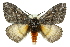  ( - 10ANIC-03557)  @15 [ ] CreativeCommons - Attribution (2010) CBG Photography Group Centre for Biodiversity Genomics