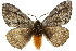  (Anthela stygiana - 10ANIC-03560)  @15 [ ] CreativeCommons - Attribution (2010) CBG Photography Group Centre for Biodiversity Genomics