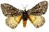  ( - 10ANIC-03562)  @15 [ ] CreativeCommons - Attribution (2010) CBG Photography Group Centre for Biodiversity Genomics