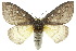  ( - 10ANIC-03568)  @15 [ ] CreativeCommons - Attribution (2010) CBG Photography Group Centre for Biodiversity Genomics
