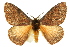  ( - 10ANIC-03572)  @15 [ ] CreativeCommons - Attribution (2010) CBG Photography Group Centre for Biodiversity Genomics