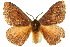  ( - 10ANIC-03573)  @15 [ ] CreativeCommons - Attribution (2010) CBG Photography Group Centre for Biodiversity Genomics