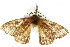  ( - 10ANIC-03575)  @12 [ ] CreativeCommons - Attribution (2010) CBG Photography Group Centre for Biodiversity Genomics