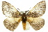  ( - 10ANIC-03576)  @15 [ ] CreativeCommons - Attribution (2010) CBG Photography Group Centre for Biodiversity Genomics