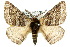  ( - 10ANIC-03578)  @15 [ ] CreativeCommons - Attribution (2010) CBG Photography Group Centre for Biodiversity Genomics