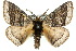 ( - 10ANIC-03579)  @15 [ ] CreativeCommons - Attribution (2010) CBG Photography Group Centre for Biodiversity Genomics