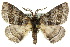  ( - 10ANIC-03580)  @14 [ ] CreativeCommons - Attribution (2010) CBG Photography Group Centre for Biodiversity Genomics