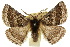  ( - 10ANIC-03582)  @14 [ ] CreativeCommons - Attribution (2010) CBG Photography Group Centre for Biodiversity Genomics