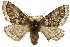  ( - 10ANIC-03583)  @13 [ ] CreativeCommons - Attribution (2010) CBG Photography Group Centre for Biodiversity Genomics