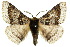  ( - 10ANIC-03585)  @15 [ ] CreativeCommons - Attribution (2010) CBG Photography Group Centre for Biodiversity Genomics
