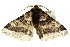  ( - 10ANIC-03586)  @14 [ ] CreativeCommons - Attribution (2010) CBG Photography Group Centre for Biodiversity Genomics