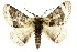  ( - 10ANIC-03587)  @15 [ ] CreativeCommons - Attribution (2010) CBG Photography Group Centre for Biodiversity Genomics