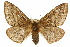  ( - 10ANIC-03590)  @16 [ ] CreativeCommons - Attribution (2010) CBG Photography Group Centre for Biodiversity Genomics