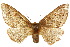  ( - 10ANIC-03591)  @15 [ ] CreativeCommons - Attribution (2010) CBG Photography Group Centre for Biodiversity Genomics