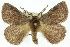  (Anthela sp. ANIC18 - 10ANIC-03594)  @15 [ ] CreativeCommons - Attribution (2010) CBG Photography Group Centre for Biodiversity Genomics