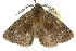  ( - 10ANIC-03595)  @14 [ ] CreativeCommons - Attribution (2010) CBG Photography Group Centre for Biodiversity Genomics
