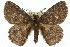  ( - 10ANIC-03596)  @15 [ ] CreativeCommons - Attribution (2010) CBG Photography Group Centre for Biodiversity Genomics