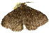  ( - 10ANIC-03598)  @14 [ ] CreativeCommons - Attribution (2010) CBG Photography Group Centre for Biodiversity Genomics