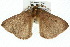  ( - 10ANIC-03605)  @14 [ ] CreativeCommons - Attribution (2010) CBG Photography Group Centre for Biodiversity Genomics