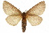  ( - 10ANIC-03609)  @15 [ ] CreativeCommons - Attribution (2010) CBG Photography Group Centre for Biodiversity Genomics
