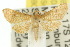  (Hypolamprus crossosticha - 10ANIC-03647)  @14 [ ] CreativeCommons - Attribution (2010) CBG Photography Group Centre for Biodiversity Genomics