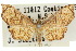  (Hypolamprus hypostilpna - 10ANIC-03648)  @11 [ ] CreativeCommons - Attribution (2010) CBG Photography Group Centre for Biodiversity Genomics