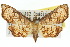  ( - 10ANIC-03649)  @11 [ ] CreativeCommons - Attribution (2010) CBG Photography Group Centre for Biodiversity Genomics
