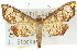  ( - 10ANIC-03650)  @11 [ ] CreativeCommons - Attribution (2010) CBG Photography Group Centre for Biodiversity Genomics