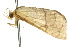  ( - 10ANIC-03653)  @13 [ ] CreativeCommons - Attribution (2010) CBG Photography Group Centre for Biodiversity Genomics