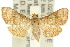  ( - 10ANIC-03656)  @11 [ ] CreativeCommons - Attribution (2010) CBG Photography Group Centre for Biodiversity Genomics