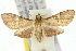  (Collinsa cuprea - 10ANIC-03666)  @15 [ ] CreativeCommons - Attribution (2010) CBG Photography Group Centre for Biodiversity Genomics