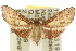  ( - 10ANIC-03667)  @14 [ ] CreativeCommons - Attribution (2010) CBG Photography Group Centre for Biodiversity Genomics