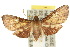  ( - 10ANIC-03668)  @14 [ ] CreativeCommons - Attribution (2010) CBG Photography Group Centre for Biodiversity Genomics
