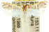  ( - 10ANIC-03701)  @15 [ ] CreativeCommons - Attribution (2010) CBG Photography Group Centre for Biodiversity Genomics